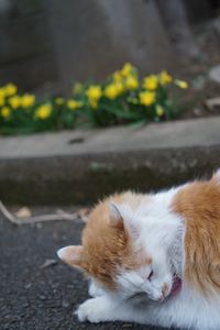 お花の前でくつろぐ猫