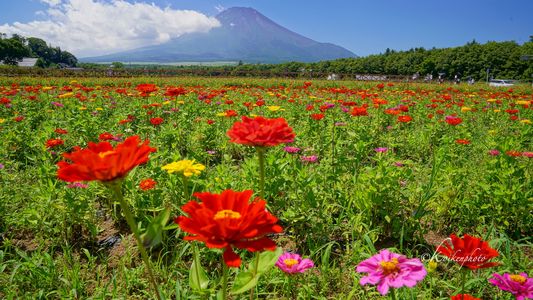 百日草と富士山