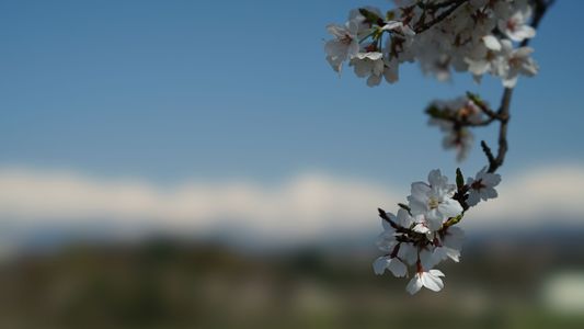 想う桜と山々と…