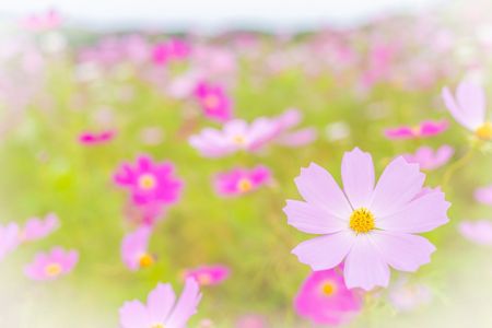 秋の日の何気ない陽溜まりに揺れる花