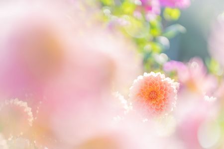 大好物！理想の秋