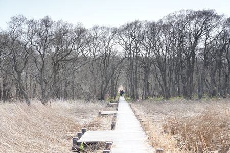 湿原の一本路