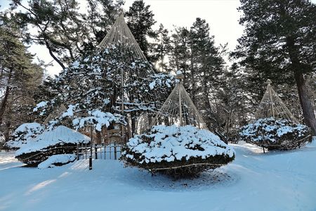 雪吊の妙　蔵出し