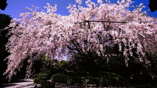 2024 あっちこっちの桜撮影 (その⑦ 終)