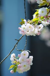 今日のベランダの前大木の桜は🎶。