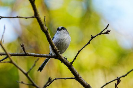 プチ♡エナガ♡祭り♪