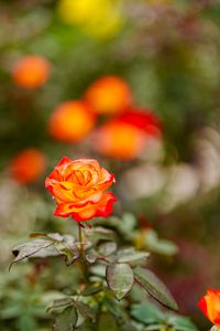 秋薔薇🌹を愛でに💕