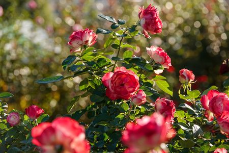 透過光で薔薇を撮るカメラ
