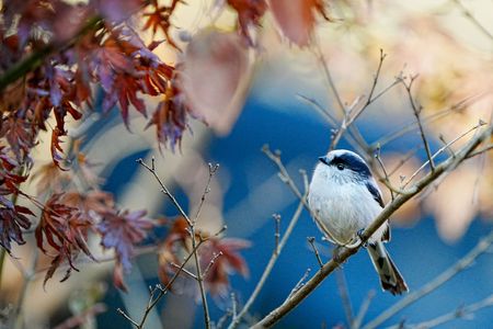 ころころエナガ🥰