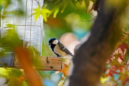 めっちゃ可愛い😍シジュウカラ