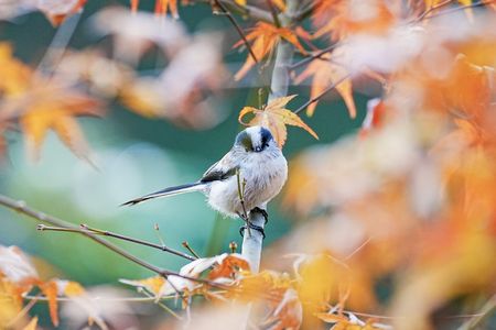秋色🍁エナガ🐦が撮れました💕