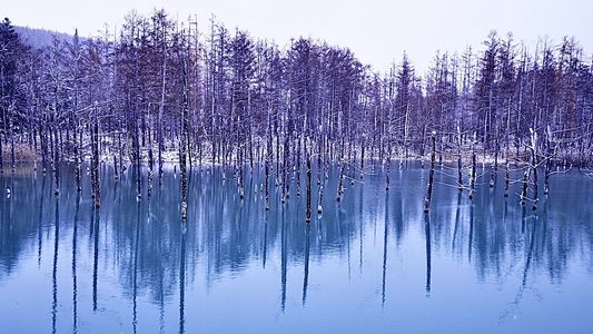 初冬の美瑛　白ひげの滝〜青い池