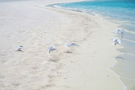 maldives 8 エリグロアジサシ