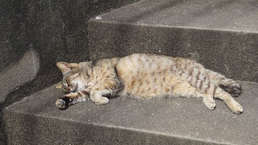 猫島（相島）にて