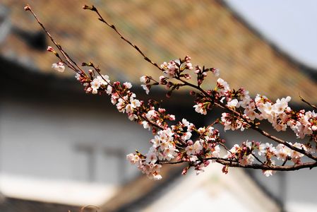 大阪城公園の桜たち