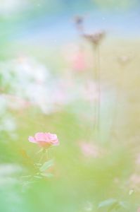 アキイロガーデン