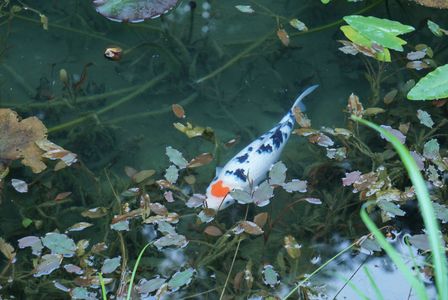 モネの池  ハートの鯉