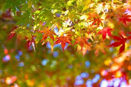 紅葉グラデーション