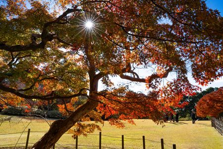 旧堀田邸庭園の紅葉