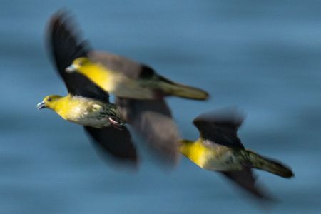 海岸のアオバト（スローシャッター＆流し撮影）
