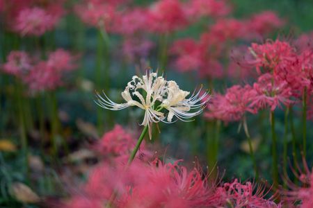 赤い色に囲まれぽつんと白彼岸花
