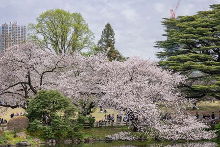 桜の幻想  