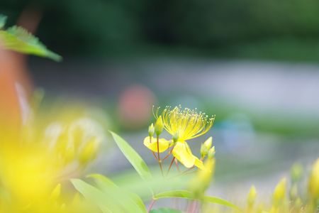 初夏の花さんぽ