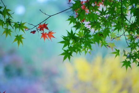 ちょこっとだけ紅葉