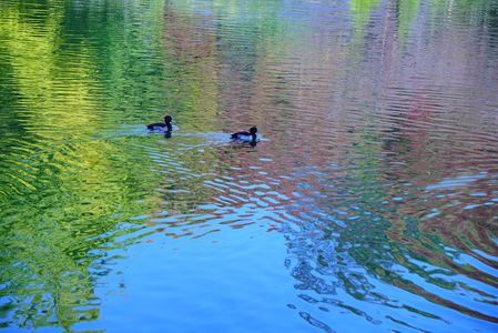 紅葉水鏡とキンクロハジロ
