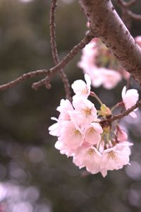 明石城公園の桜（１）