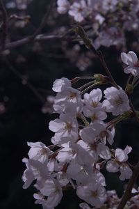 明石城公園の桜（２）