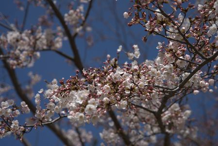 明石城公園の桜（３）　