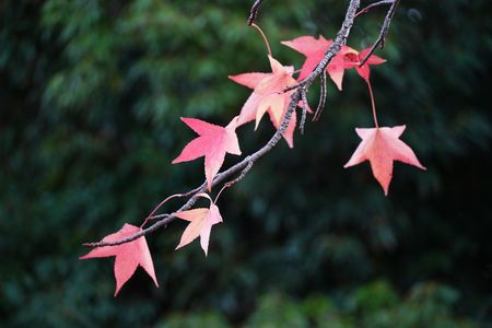 公園の紅葉狩り