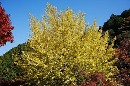 紅葉狩りへ行く
