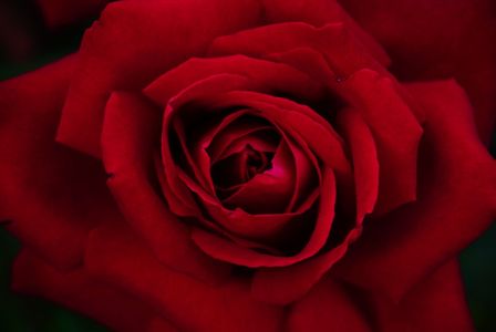 深紅の薔薇。