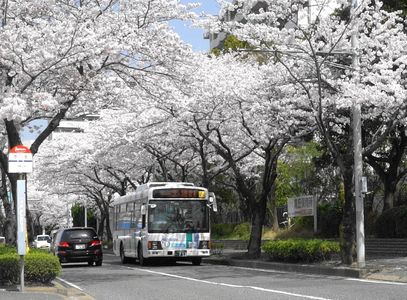 路線バスと桜
