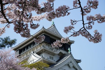 桜と小倉城