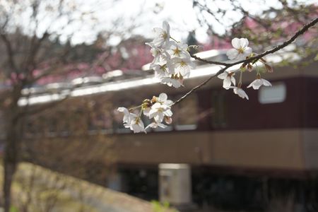 神戸の桜