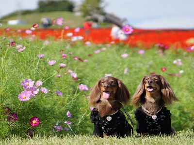 コスモスとサルビア