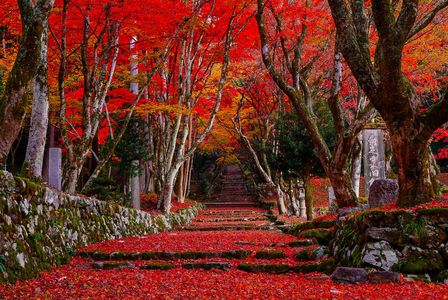 奥琵琶湖の神秘 〜鶏足寺の赤紅葉 2025〜