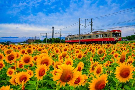ひまわり鉄道