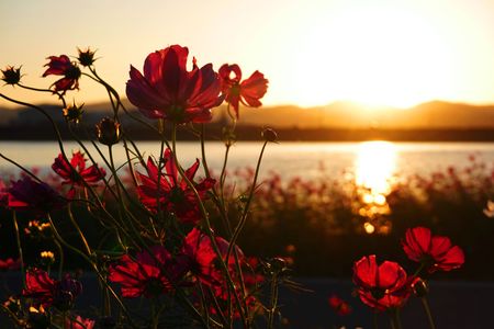 紅色秋桜