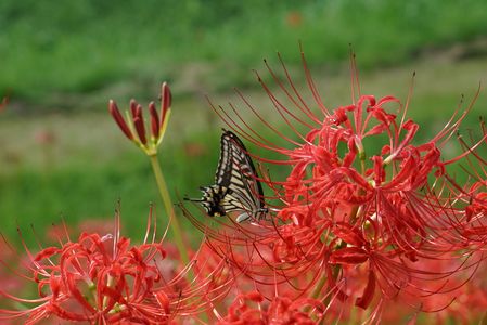 ヒガンバナと〇〇