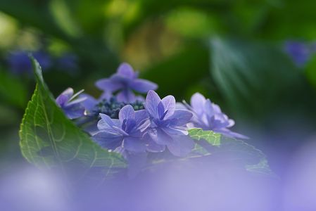 柔和な表情の紫陽花！