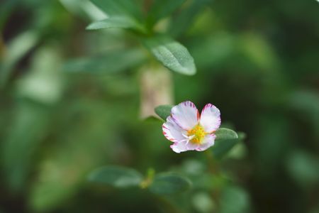 赤い覆輪の花！