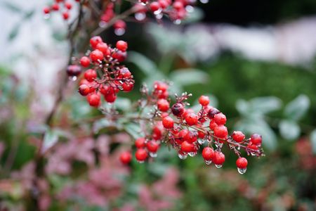 これもナンテンのもたらす効能でしょうか！