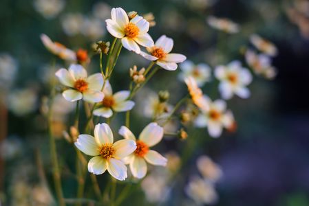 名前は似ていますが！