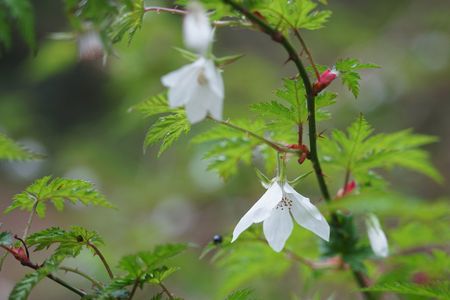 桜山で目にした二種類の清楚な花！