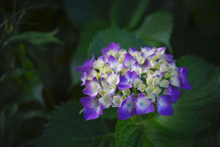 初々しい紫陽花！