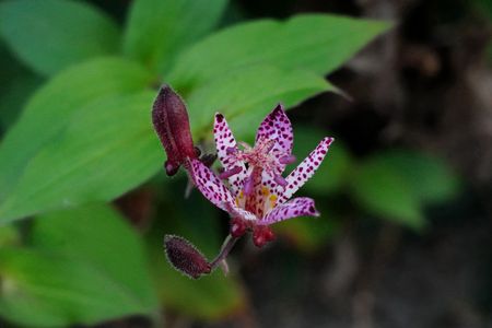 風情のある花！